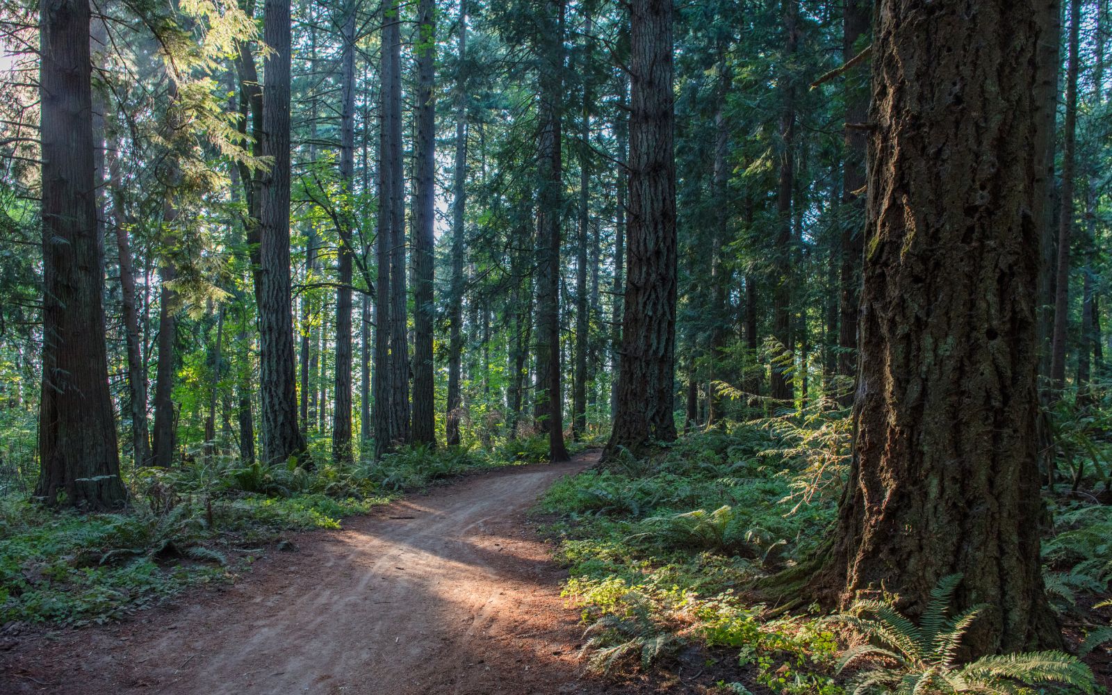Sunlit trail winding through a green forest